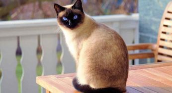 Avere un gatto fa bene alla salute: ecco il motivo
