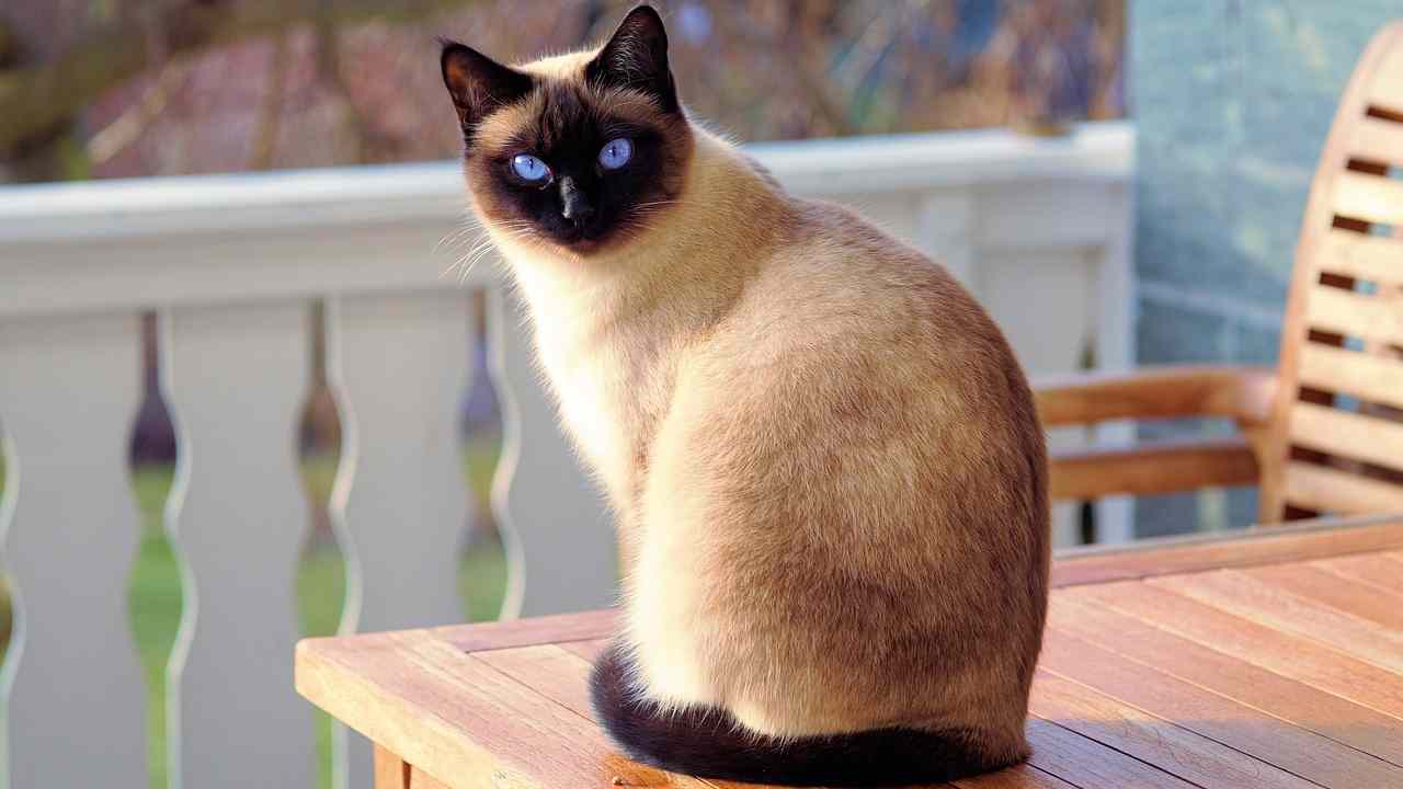 I gatti fanno bene alla salute