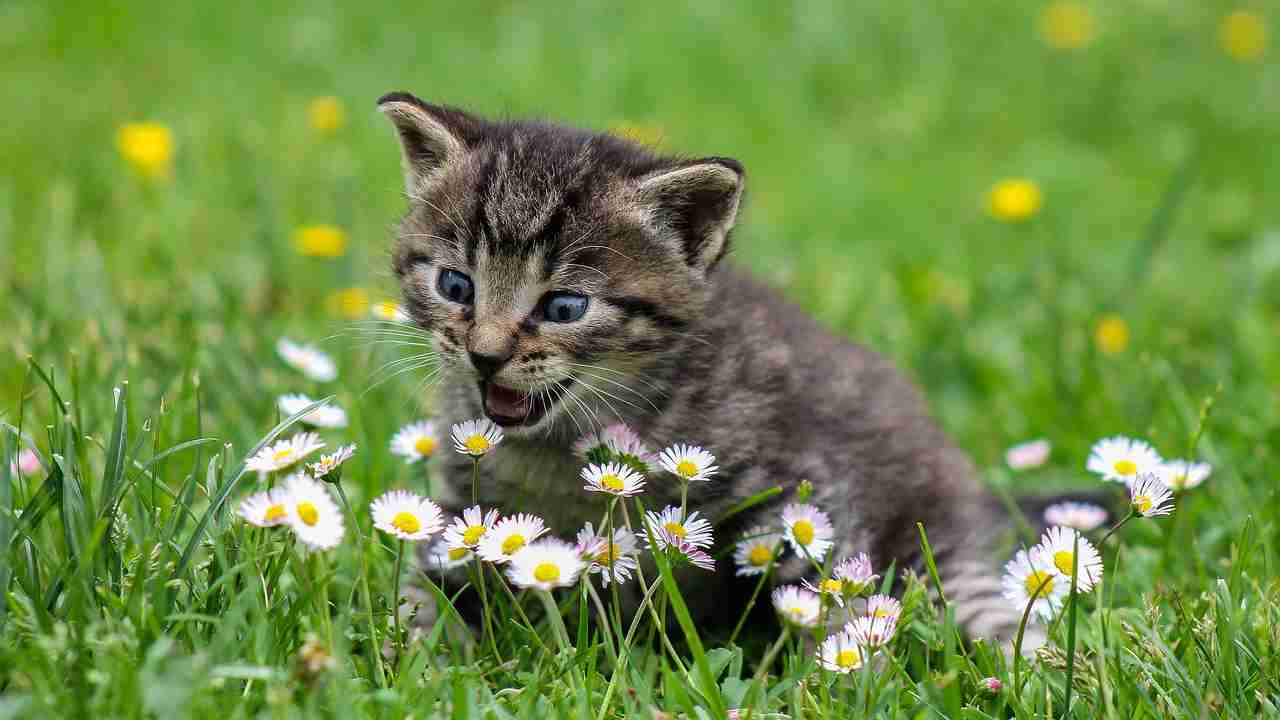 I gatti fanno bene alla salute